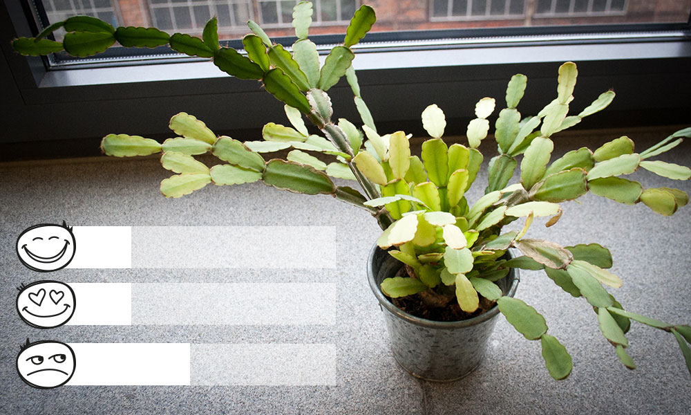 Des idées cadeaux insolites